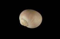 藏品(古色玉螺)的圖片